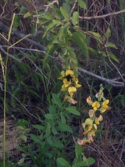 Crotalaria retusa
