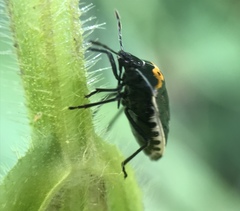 Cosmopepla conspicillaris