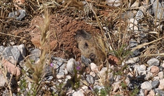 Thomomys bottae centralis