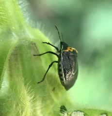 Cosmopepla conspicillaris