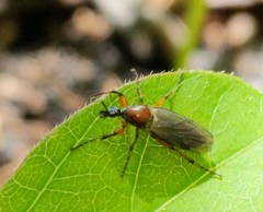 Bibio articulatus