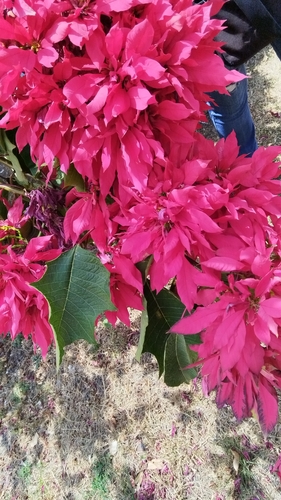 Euphorbia pulcherrima image