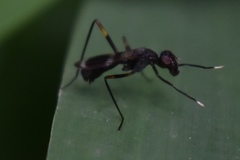 Taeniaptera trivittata