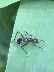 Taeniaptera trivittata