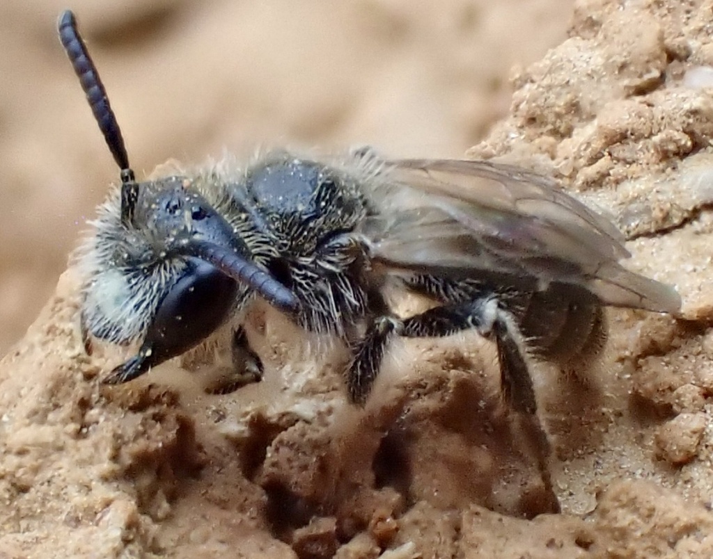 Panurginus polytrichus