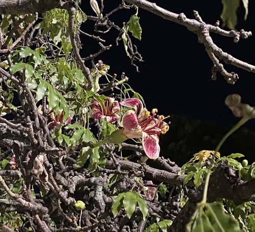 Ceiba boliviana