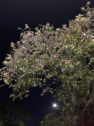 Ceiba boliviana, photograph 1