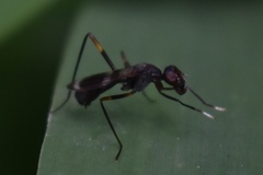 Taeniaptera trivittata