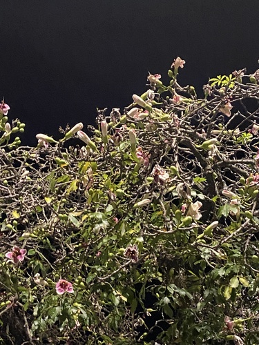 Ceiba boliviana, photograph 2