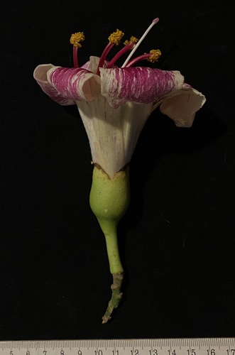 Ceiba boliviana, photograph 6