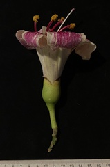 Ceiba boliviana, photograph (c) Raquel Mondino, some rights reserved (CC BY)