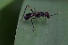Taeniaptera trivittata
