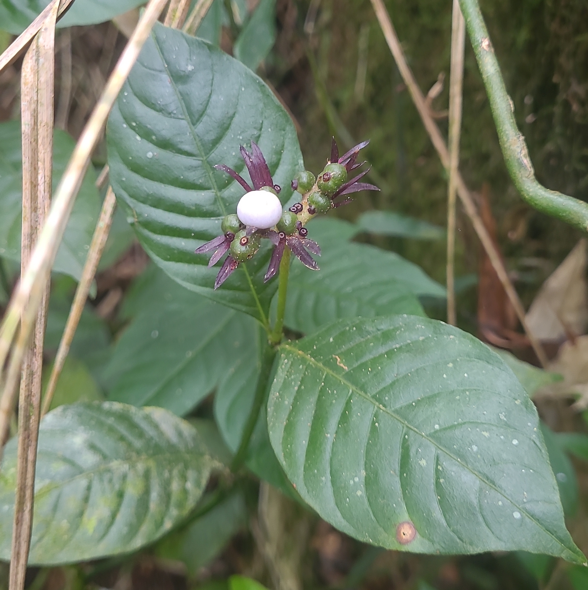 Palicourea justiciifolia