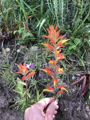 Castilleja subinclusa