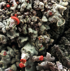 Cladonia incrassata