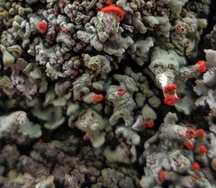 Cladonia incrassata