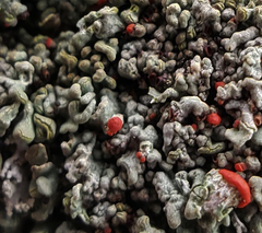 Cladonia incrassata