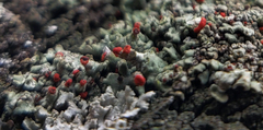 Cladonia incrassata