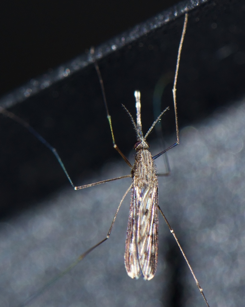 Anopheles crucians