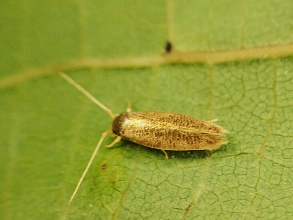Moth