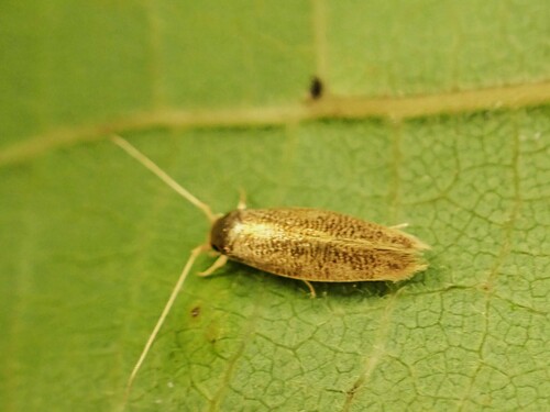 Moth
