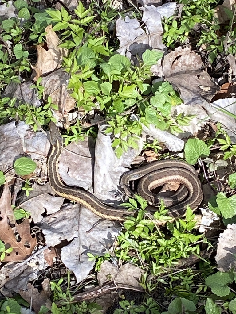 Butler's Garter Snake In April 2024 By Hannahsch2191 · INaturalist