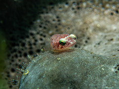 Pink Clingfish photo 4