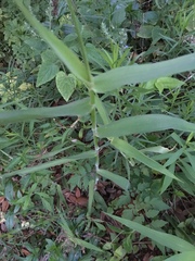 Dichanthelium scoparium