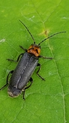 Cyrtomoptera divisa