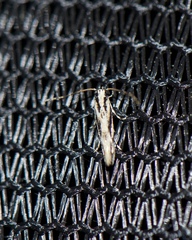 Melanocinclis lineigera