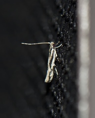 Melanocinclis lineigera