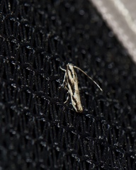 Melanocinclis lineigera