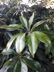 Sciodaphyllum bogotense