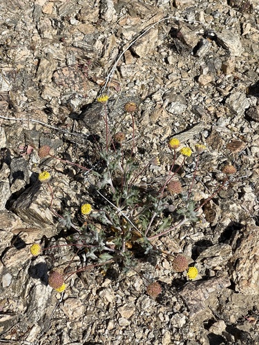 iNaturalist observation photo of yellowhead