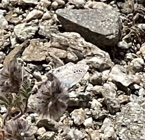 iNaturalist observation photo of Reakirt's Blue