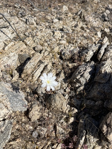iNaturalist observation photo of Desert Chicory