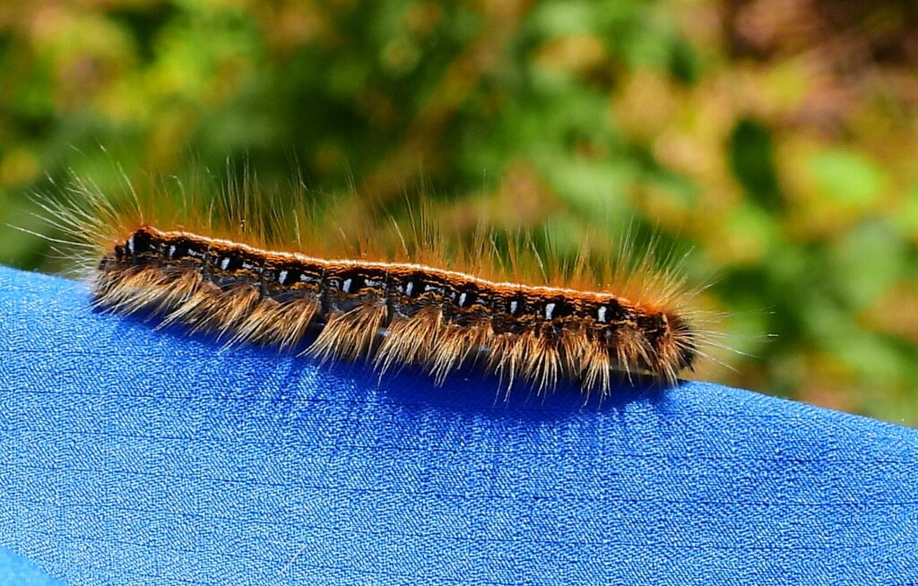 Eastern Tent Caterpillar Moth from Guntersville, AL, USA on April 7 ...