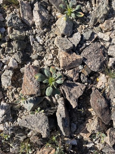 iNaturalist observation photo of Devil's Spineflower