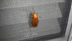 Parcoblatta virginica