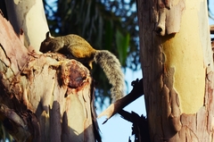 Sciurus stramineus