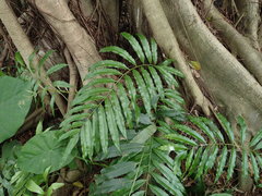 Stenochlaena palustris