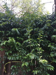 Cryptostegia grandiflora