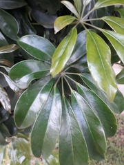 Sciodaphyllum bogotense