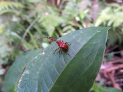 Paratrachelophorus nodicornis