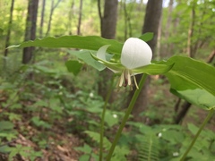 Trillium rugelii