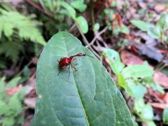 Paratrachelophorus nodicornis