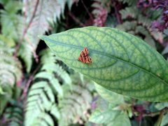 Choreutis amethystodes