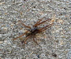 Trochosa sepulchralis