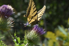 Papilio alexiares garcia