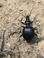 Scaphinotus interruptus